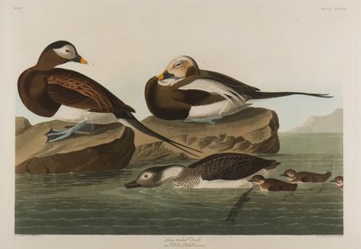 Uzun Kuyruklu Ördek, 1836 (kağıt üzerinde wc) by John James Audubon