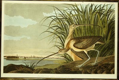 Erkek ve Dişi Uzun Faturalı Curlew by John James Audubon
