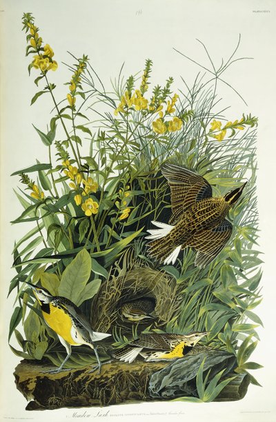 Çayır Tarlası, 1832 by John James Audubon