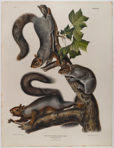 göçmen sincap by John James Audubon