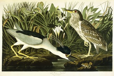 Gece Balıkçılı veya Lua Kuşu, 1835 by John James Audubon
