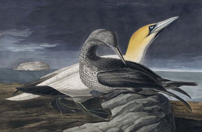 Kuzey Gannet, Morus Bassanus, John J. Audubon
