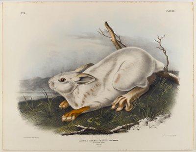 Kuzey tavşanı (kış tüyü) by John James Audubon