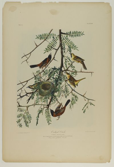 Orchard Oriole, Julien Bien tarafından basıldı ve Roe Lockwood & Son tarafından yayınlandı, 1861 (kromolitograf) by John James Audubon