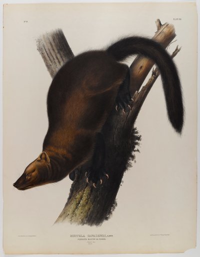 Flamalar martin veya balıkçı by John James Audubon