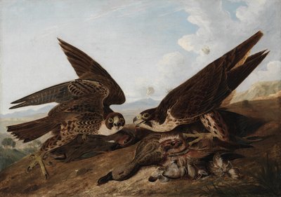 Peregrine Şahinleri by John James Audubon