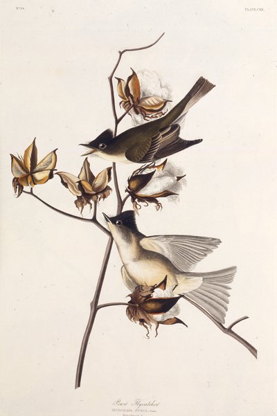 Pewit Sinekkapan. Amerika Kuşları, 1827-1838