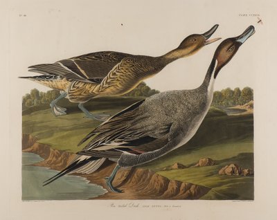 İğne Kuyruklu Ördek, 1834 (kağıt üzerinde wc) by John James Audubon