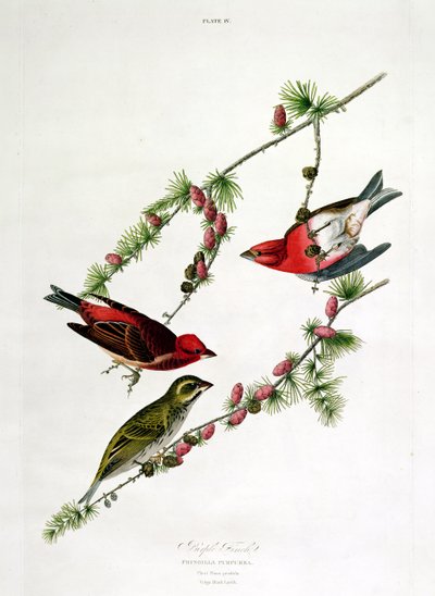 William Home (1788-1859) tarafından oyulmuş 