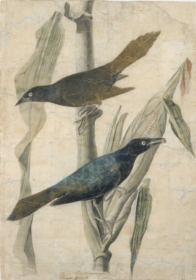 Mor Grackle, 19. yüzyılın başlarında. by John James Audubon