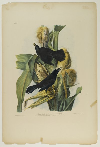Purple Grackle veya Common Crow Blackbird, Julien Bien tarafından basıldı ve Roe Lockwood & Son tarafından yayınlandı, 1861 (kromolitograf) by John James Audubon