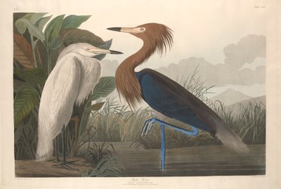 Mor Balıkçıl, 1835 by John James Audubon