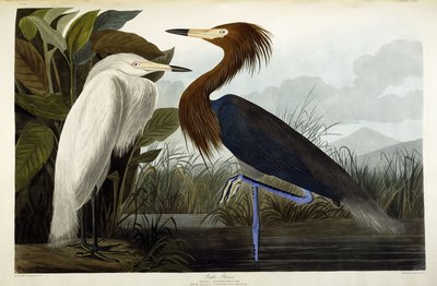 Mor Balıkçıl, c.1835 by John James Audubon