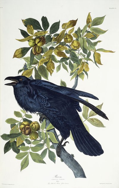 kuzgun by John James Audubon