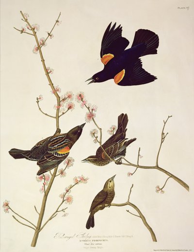 Robert Havell (1793-1878) tarafından oyulmuş 'Amerika Kuşları'ndan kırmızı kanatlı Starling, 1820'de yayınlandı by John James Audubon