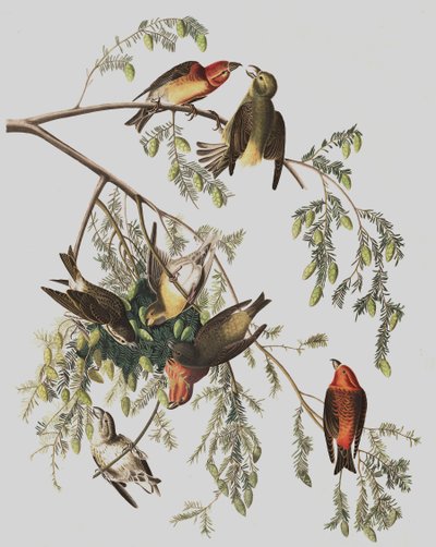 Red Crossbill, Loxia Curvirostra, John J. Audubon tarafından yazılan "The Birds of America"dan, pub. 1827-38 by John James Audubon