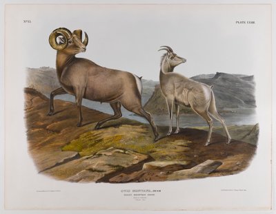 Rocky Dağı koyunu, 1845 by John James Audubon
