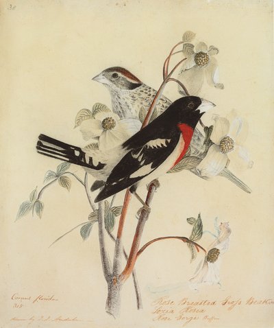 Gül Göğüslü Büyük Gaga, 1938 by John James Audubon