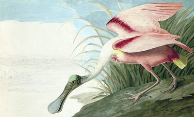 Roseate Spoonbill, Platalea Ajaja, John J. Audubon tarafından yazılan "The Birds of America"dan, pub. 1827-38 by John James Audubon