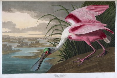 Pembe kaşıkçı. yetişkin erkek by John James Audubon