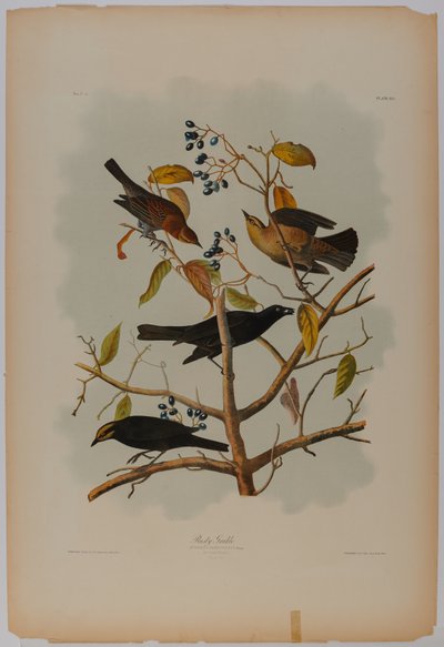  by John James Audubon