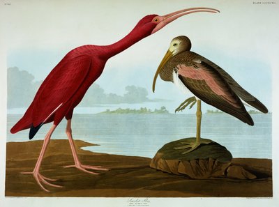 kızıl aynak by John James Audubon