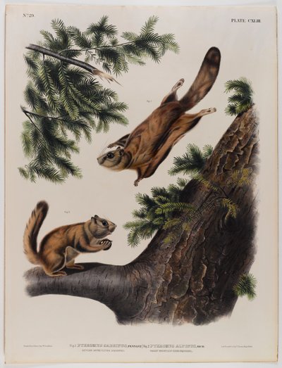 Severn Nehri uçan sincap (solda) ve Rocky Dağı uçan sincap (sağda) by John James Audubon