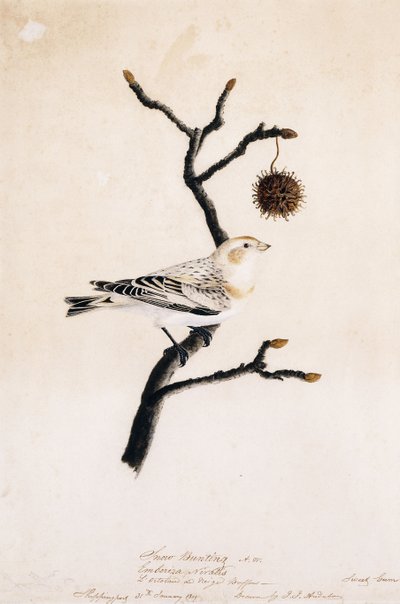 Kar Kiraz Kuşu, 1809 by John James Audubon