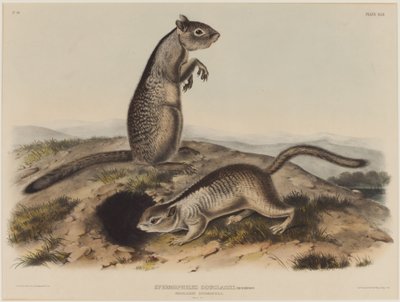 Spermophilus Douglassii (İki Douglas Sincabı) by John James Audubon
