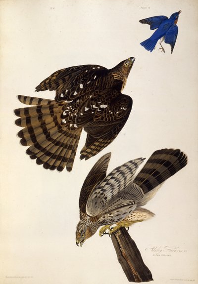 Stanley Hawks. Amerika Kuşları, 1827-1838