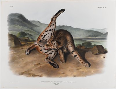 Teksaslı vaşak by John James Audubon