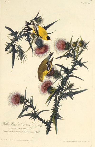 Amerikan sakası. Amerika Kuşları, 1827-1838
