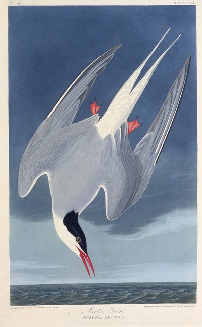 Arktik sumru. Amerika Kuşları, 1827-1838