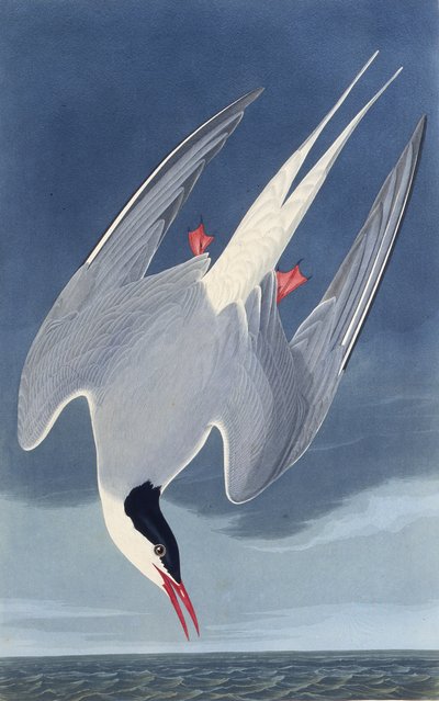 Arktik sumru. Amerika Kuşları, 1827-1838