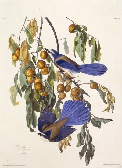 Florida bodur alakargası. Amerika Kuşları, 1827-1838