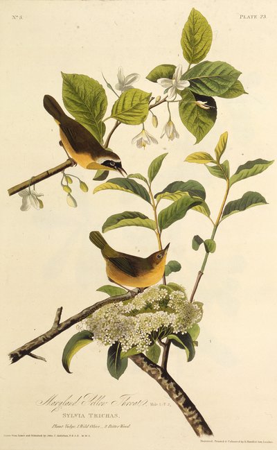 Maryland Sarı Boğaz. Amerika Kuşları, 1827-1838
