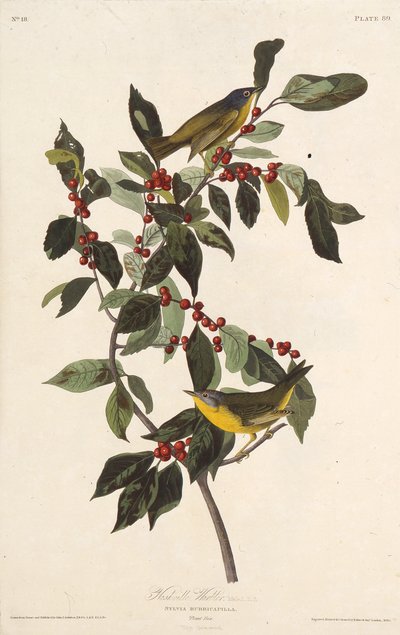 Nashville ötleğen. Amerika Kuşları, 1827-1838