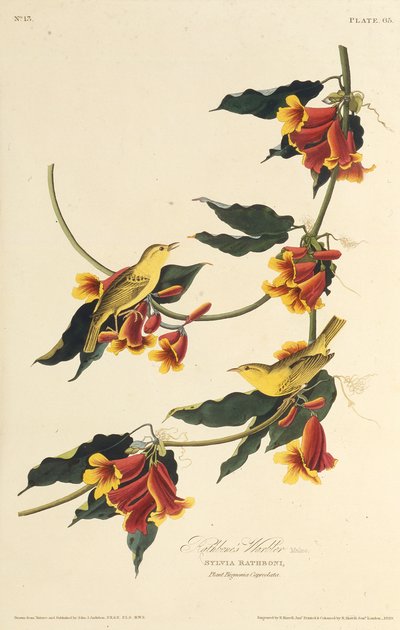 Rathbone Warbler. Amerika Kuşları, 1827-1838