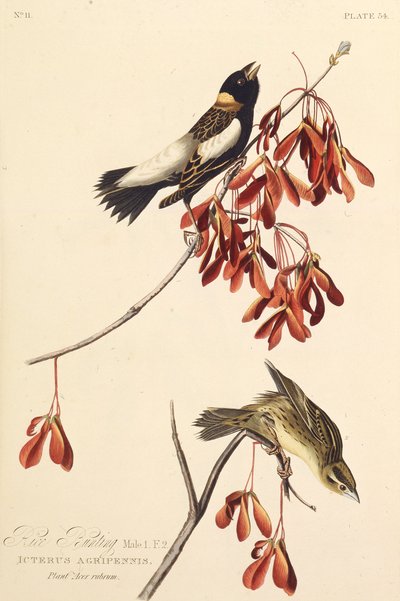Pirinç Kuşu. Amerika Kuşları, 1827-1838