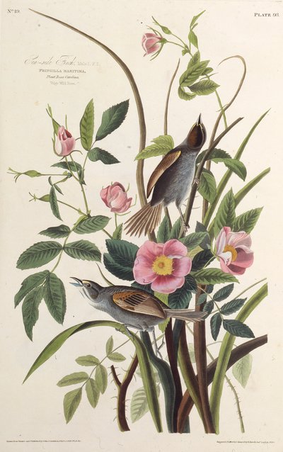 Deniz Kenarı Finch. Amerika Kuşları, 1827-1838