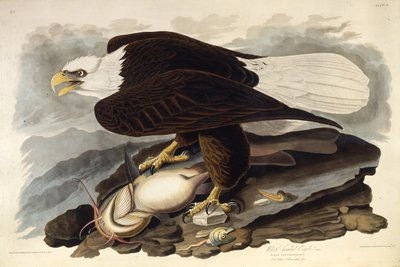 Kel kartal. Amerika Kuşları, 1827-1838