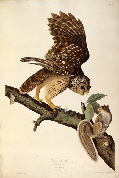 Çizgili baykuş. Amerika Kuşları, 1827-1838