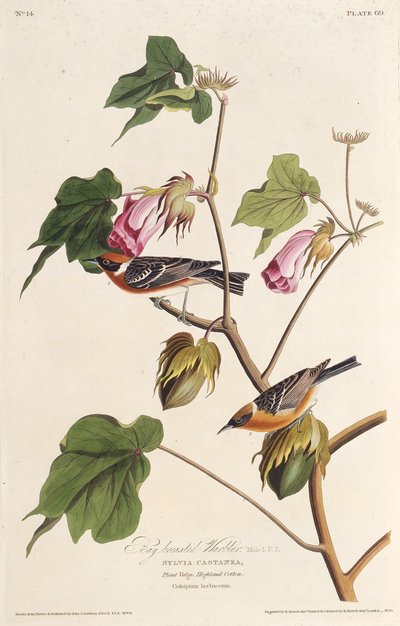 Defne göğüslü ötleğen. Amerika Kuşları, 1827-1838
