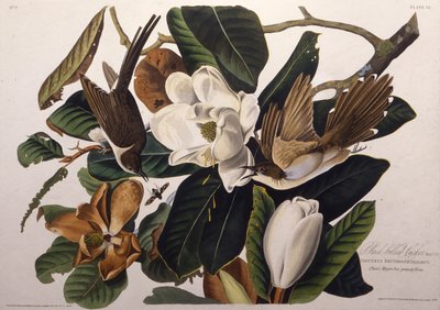 Kara gagalı guguk kuşu. Amerika Kuşları, 1827-1838