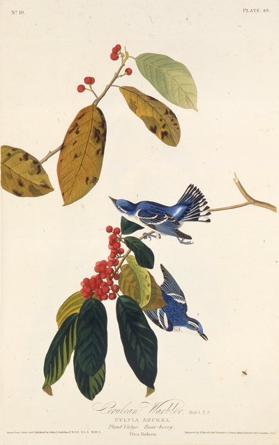 Serulean ötleğen. Amerika Kuşları, 1827-1838