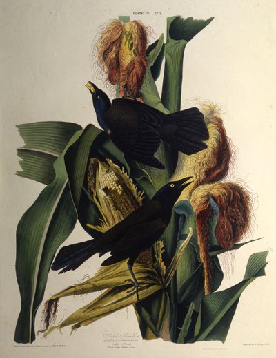 Ortak cıvıl cıvıl. Amerika Kuşları, 1827-1838