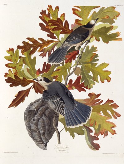 Gri jay. Amerika Kuşları, 1827-1838