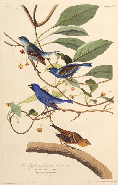 İndigokuşlar. Amerika Kuşları, 1827-1838