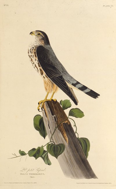 Merlin. Amerika Kuşları, 1827-1838