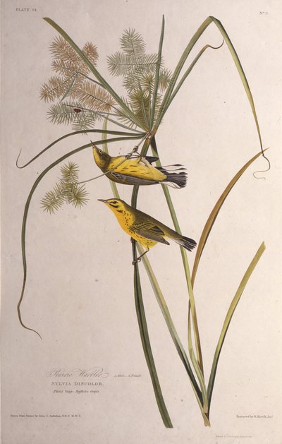 Çayır bülbülü. Amerika Kuşları, 1827-1838